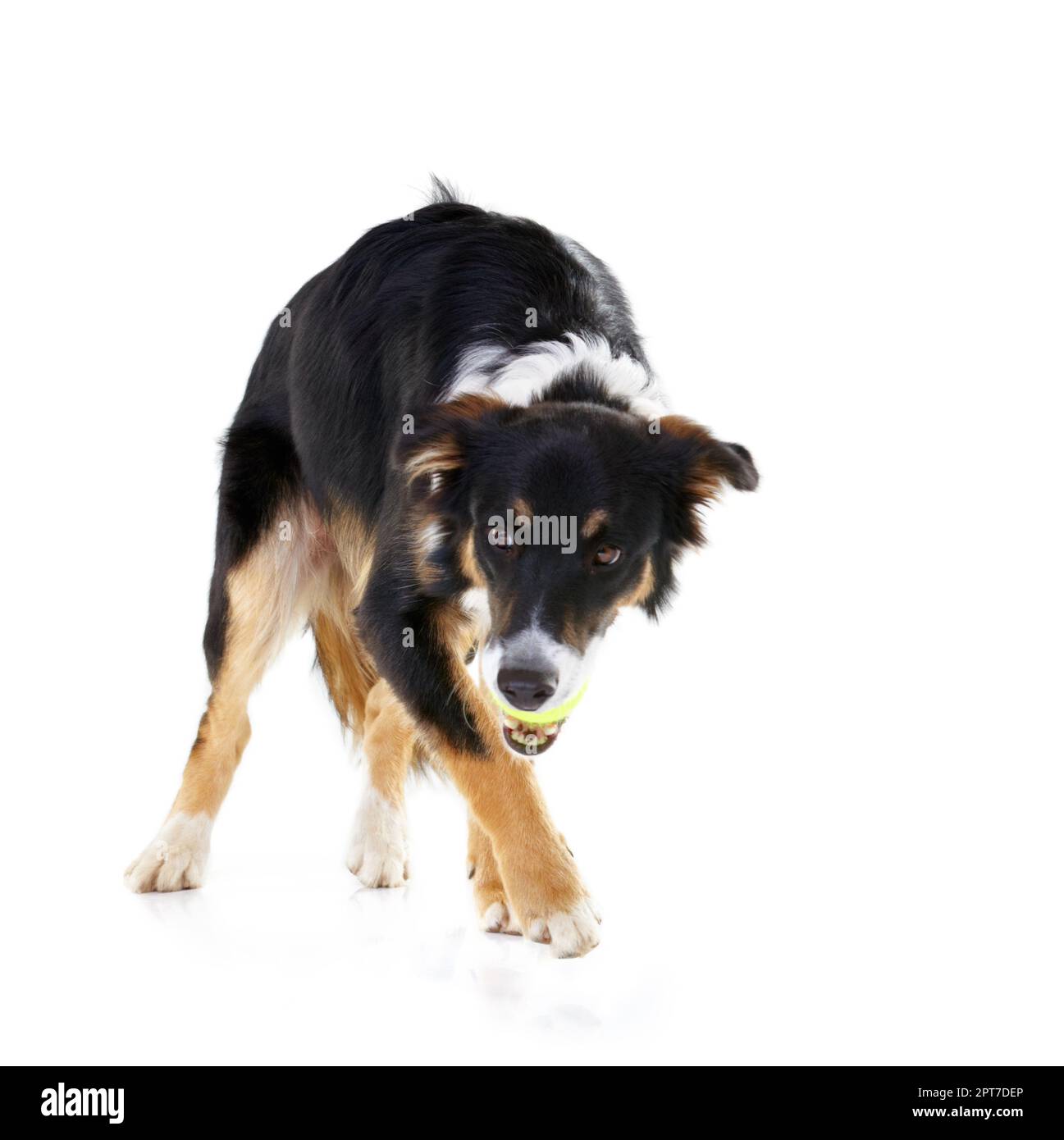 Es ist mein Ball. Studiofoto eines Border Collie mit einem Ball im Mund isoliert auf Weiß Stockfoto