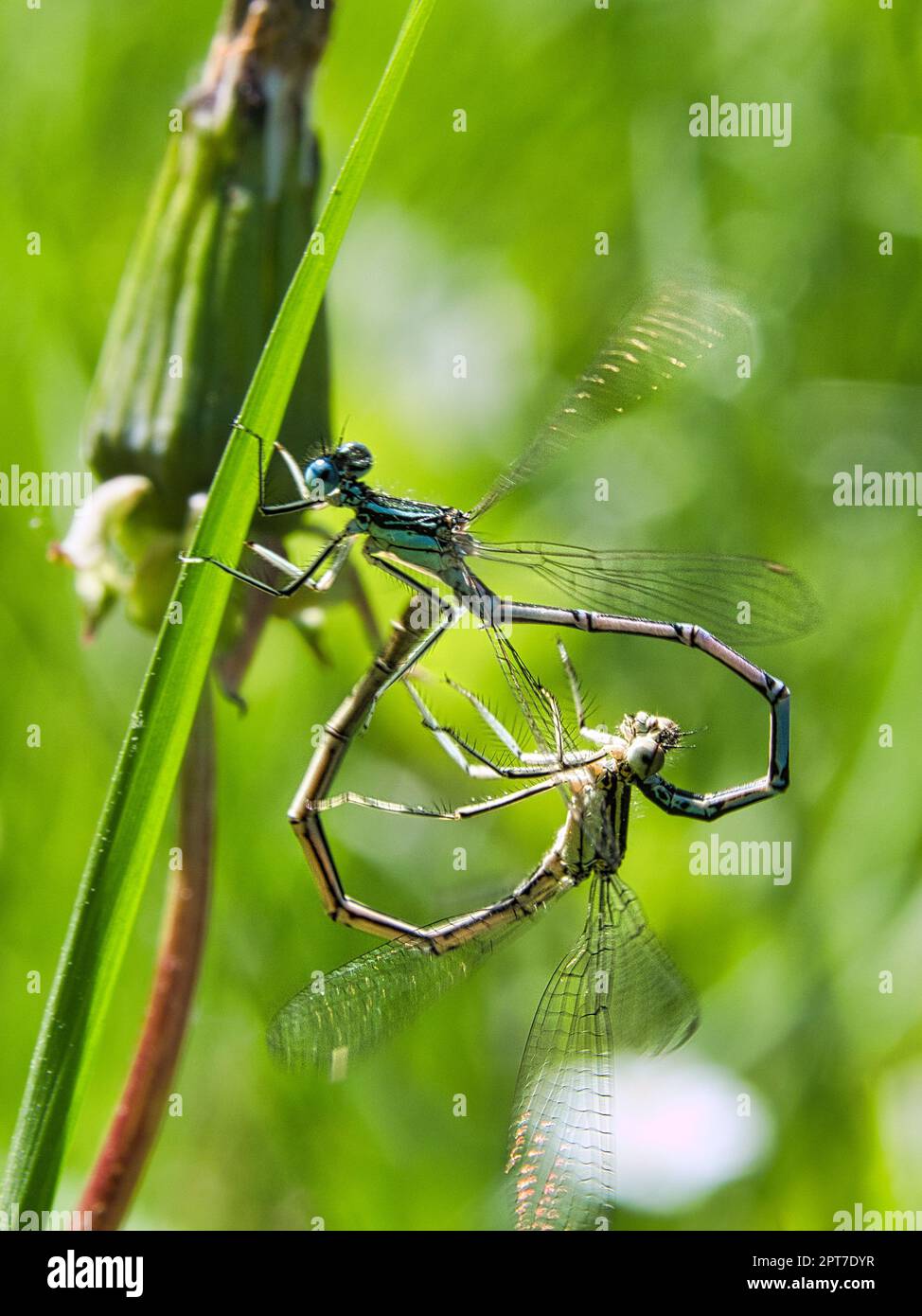 Libellen parieren im Gras. Es bildet sich die Form eines Herzens. Detailreiche Aufnahme und interessant zu beobachten. Stockfoto