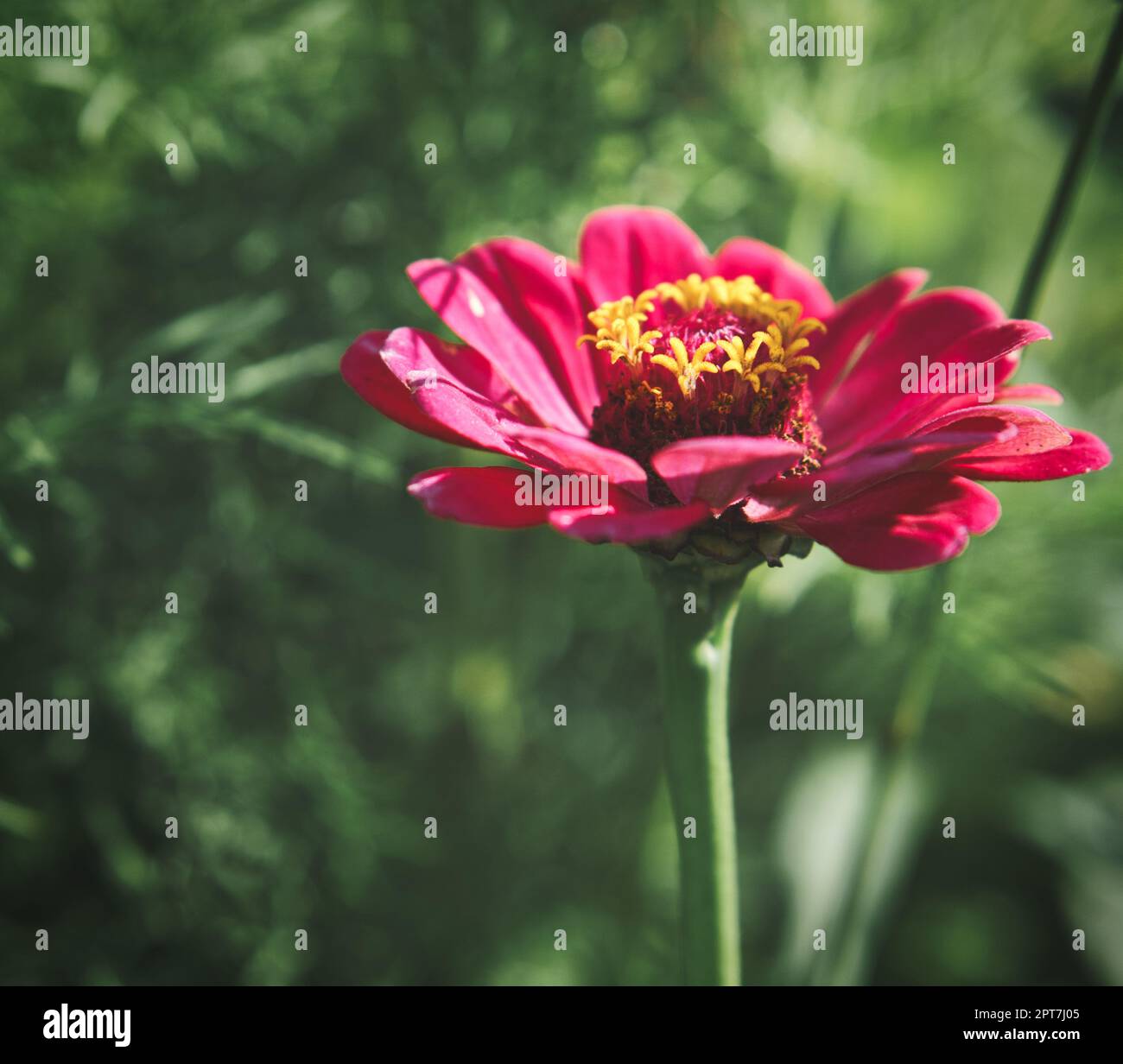 Rote Blume mit schönen Blütenblättern, die individuell auf einer Blumenwiese dargestellt sind. Die Blume in der Wiese Bokeh Stockfoto