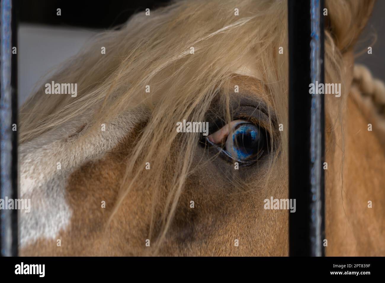 Blaues Auge des Pferdes aus nächster Nähe hinter den Gittern seines Stalls, der in die Kamera schaut Stockfoto