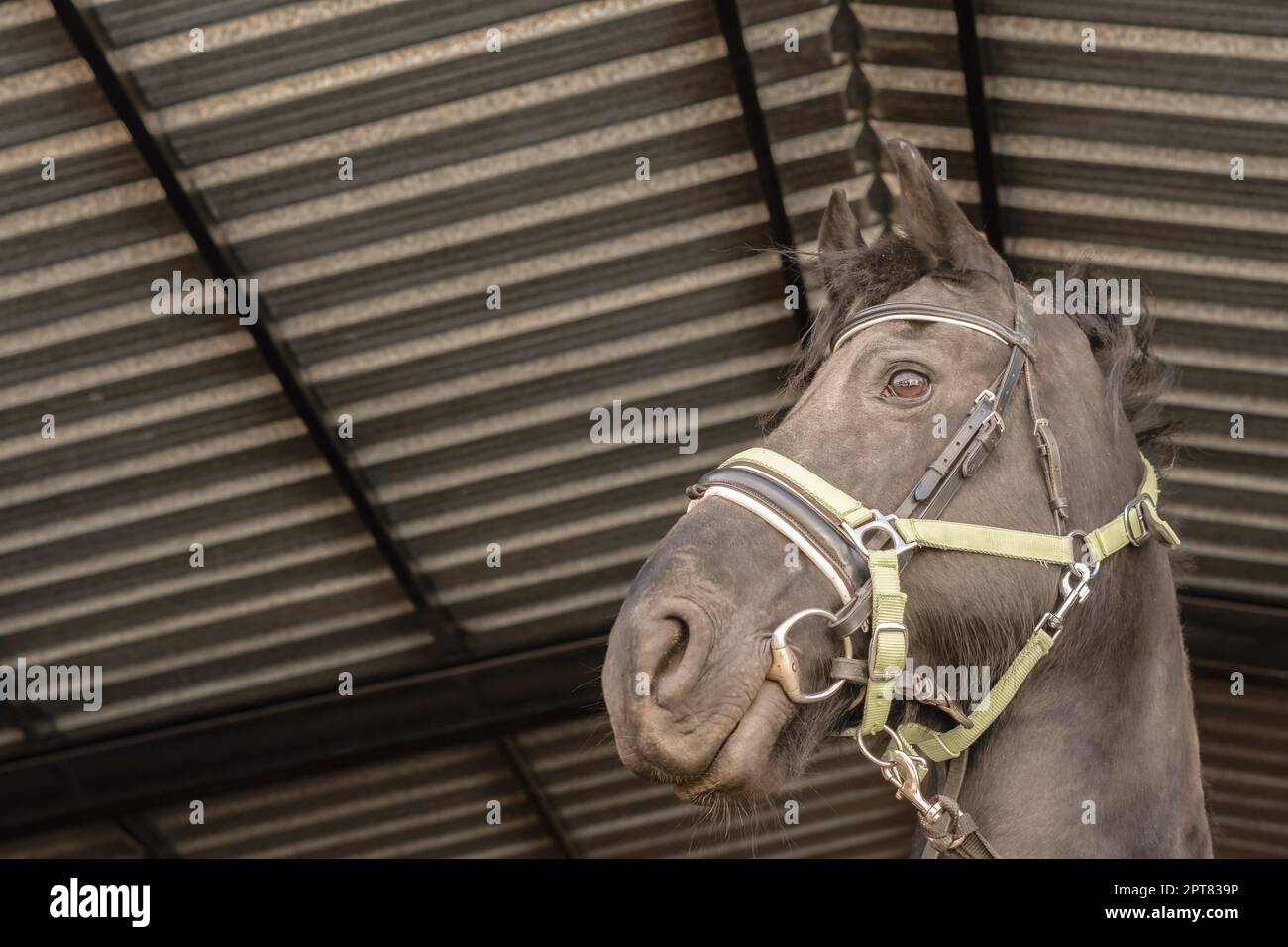 Nahaufnahme des Kopfes eines schwarzen Pferdes mit gelben Riemen, bereit für einen Lauf Stockfoto