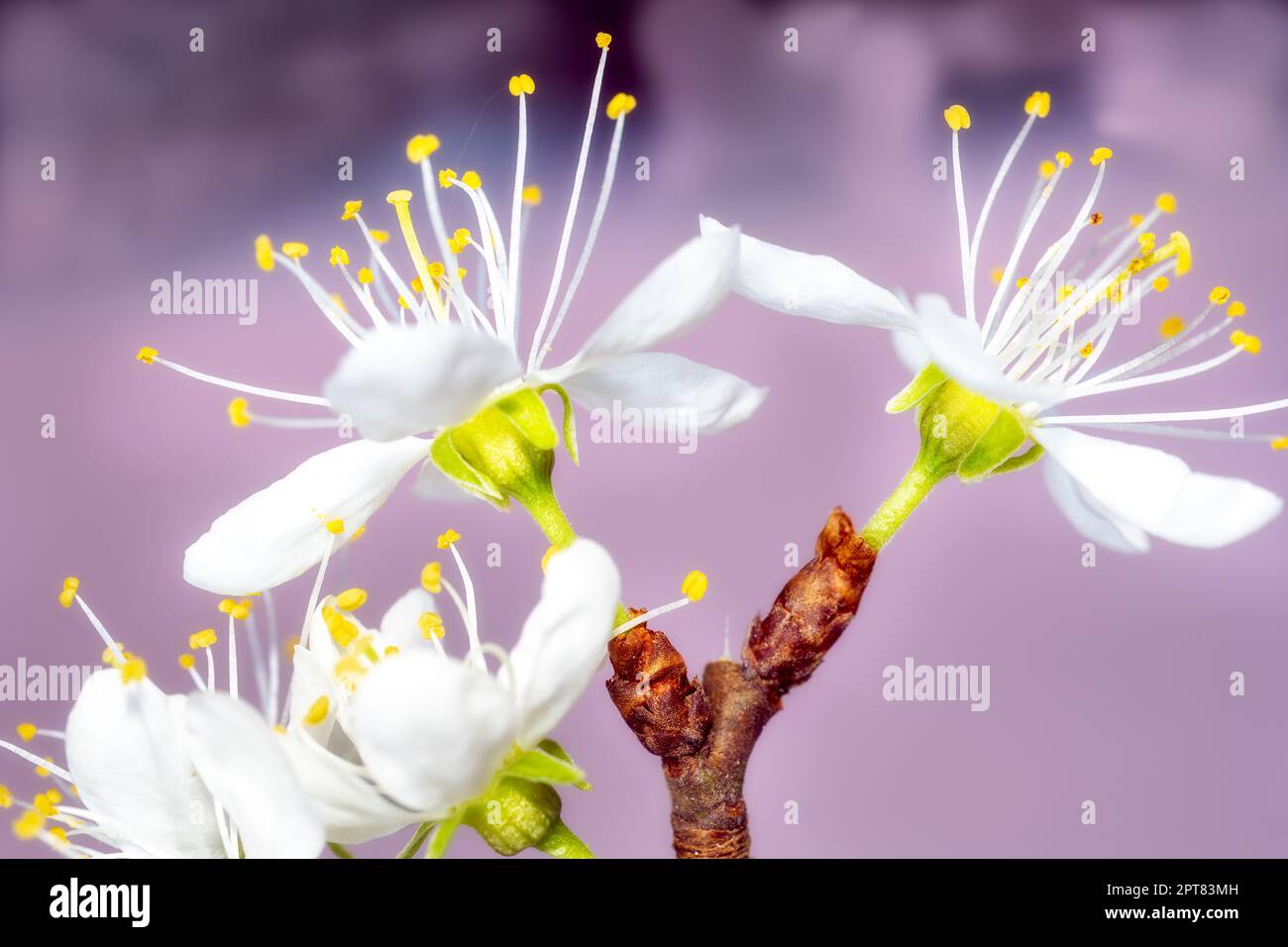 Prunus domestica subsp. Insitititia oder Damsonpflaumenblüten, Makrofotografie, Frühling Stockfoto