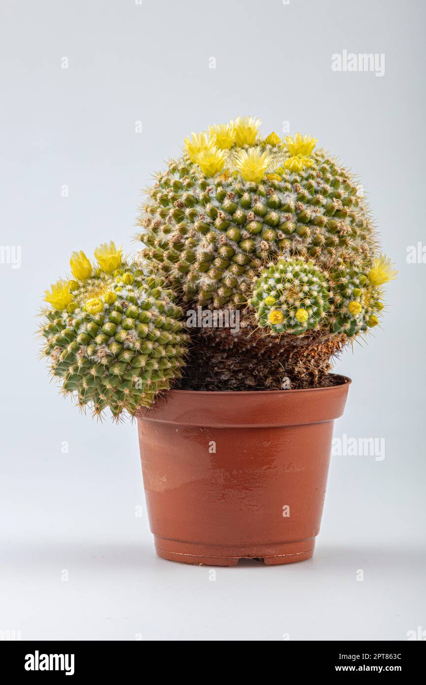 opuntia kaktus kaufen Opuntia microdasys main image 1