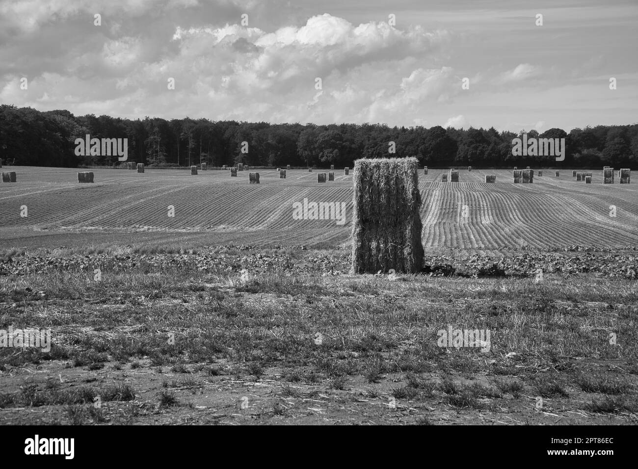 Strohballen, schwarz-weiß, auf einem geernteten Weizenfeld fotografiert. Lebensmittelversorgung. Landwirtschaft, um die Menschheit zu ernähren. Landschaft aus der Natur aufgenommen. Stockfoto