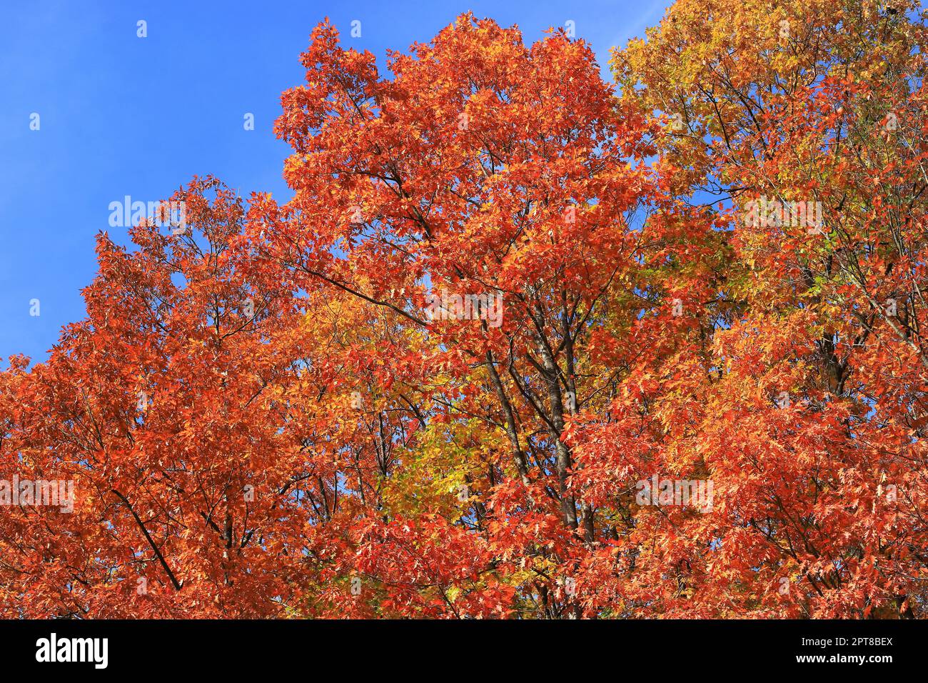 Herbstlich Bunter Laubmischwald im Naturpark Arnsberger Wald. Stockfoto