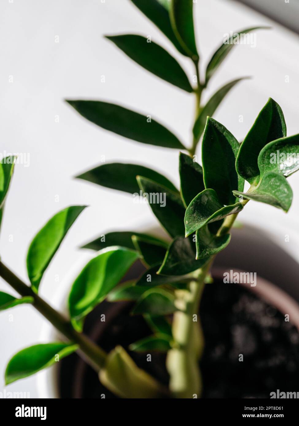 Zamioculcas oder Sansibar gem, ZZ-Pflanze, Zuzu-Pflanze, die in der Gärtnerei angebaut wird. Grüne ZZ Pflanzen Blätter, Pflanzenzweig Nahaufnahme Fotografie Stockfoto