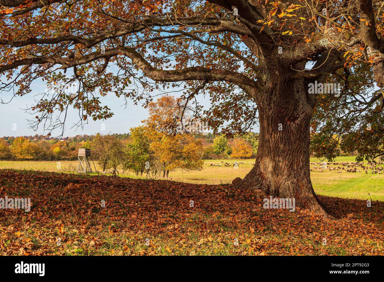 Landschaft im Herbst in der Feldberger Seenlandschaft, Deutschland. Stockfoto