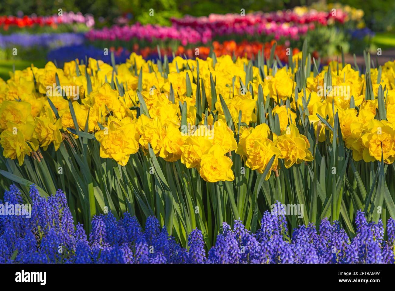 Europa, Niederlande, Südholland, Lisse. Gelbe Narzissen und Glocken in der Gartenanlage Keukenhof. Stockfoto