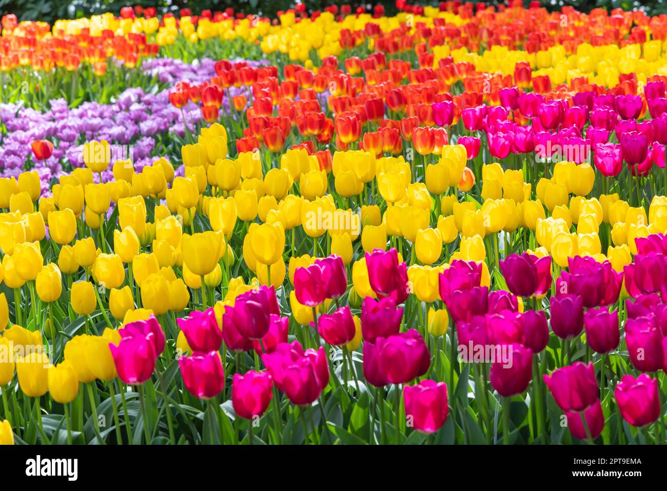 Europa, Niederlande, Südholland, Lisse. Lila, gelbe und orangefarbene Tulpen in einem Garten. Stockfoto