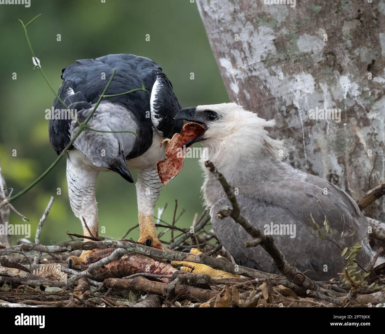 Ein Harpyie-Adler (Harpia harpyja), der Küken im Nest füttert. Fotografiert in Mato Grosso, Brasilien. Stockfoto