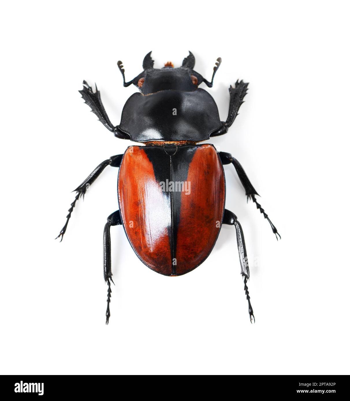 Kühne und schöne Käfer. Studioaufnahme eines roten und schwarzen Käfers isoliert auf Weiß Stockfoto