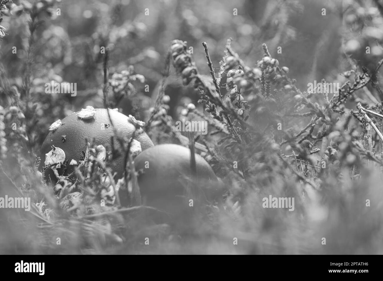 Schwarzweiße Krötenhocker in einem Heidenfeld im Wald. Giftige Pilze. Rote Kappe mit weißen Flecken. Nahaufnahme der Natur im Wald Stockfoto