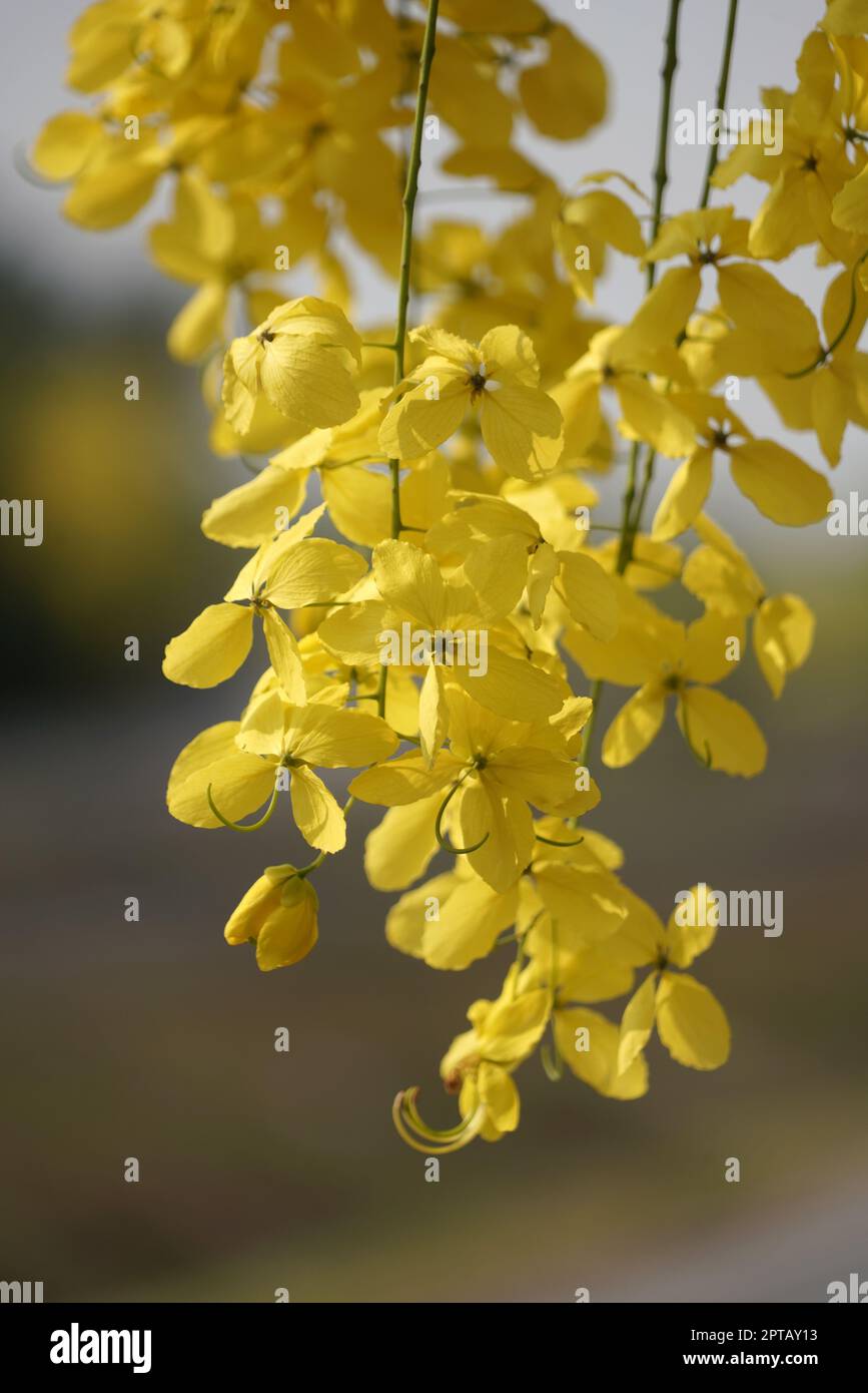 Goldener Duschbaum, Cassiafistel oder Pudding-Pinienbaum für Naturkulisse in Thailand und Südostasien. Stockfoto