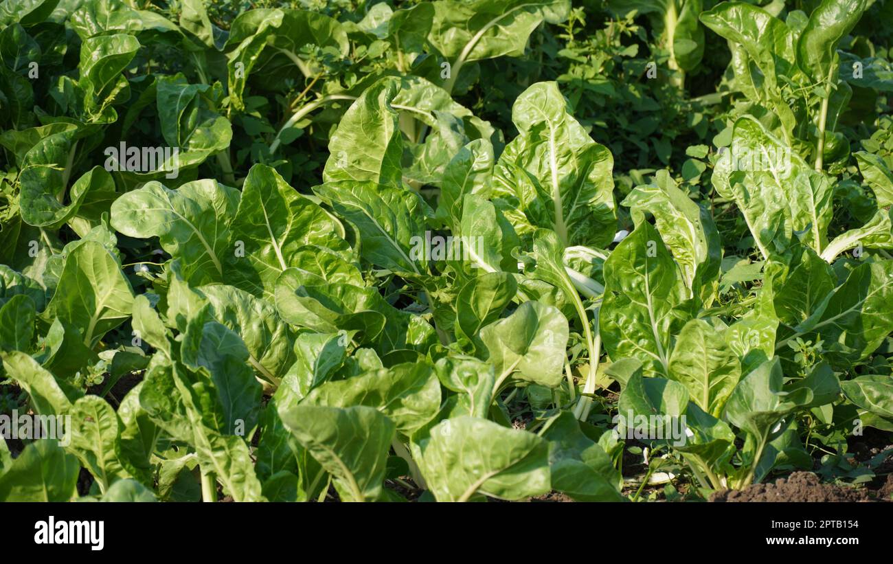 Abbildung des Silverbeet-Feldes. Silberrüben oder Mangold, der im Gemüsegarten wächst. Stockfoto