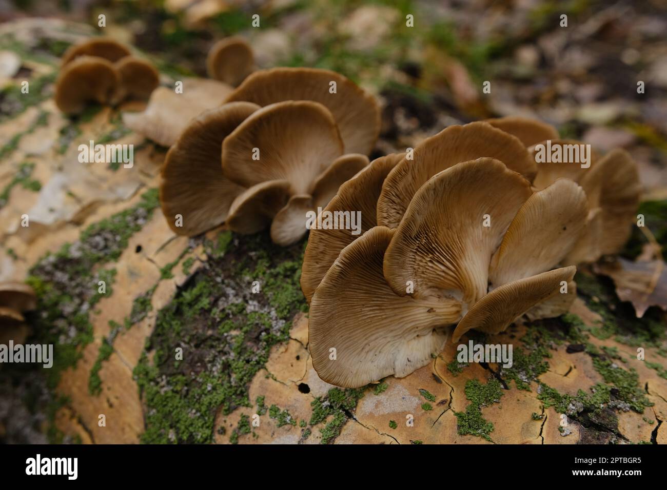 Eine gesund aussehende Kupplung frischer Austernpilze, die aus dem Boden eines toten Baumes wachsen. Pilze im Herbstwald mit Stockfoto