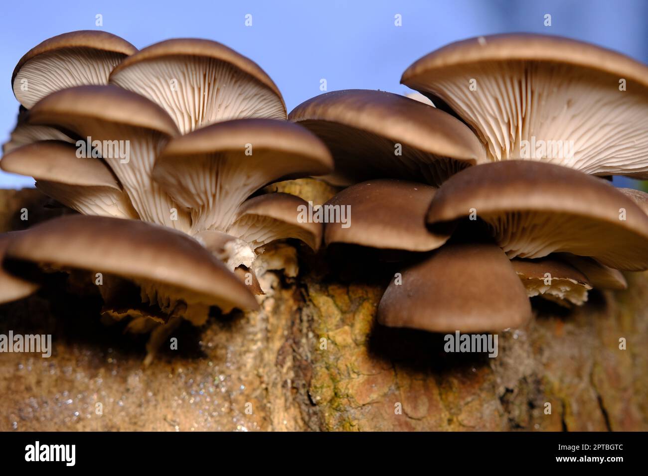 Eine gesund aussehende Kupplung frischer Austernpilze, die aus dem Boden eines toten Baumes wachsen. Pilze im Herbstwald mit Stockfoto