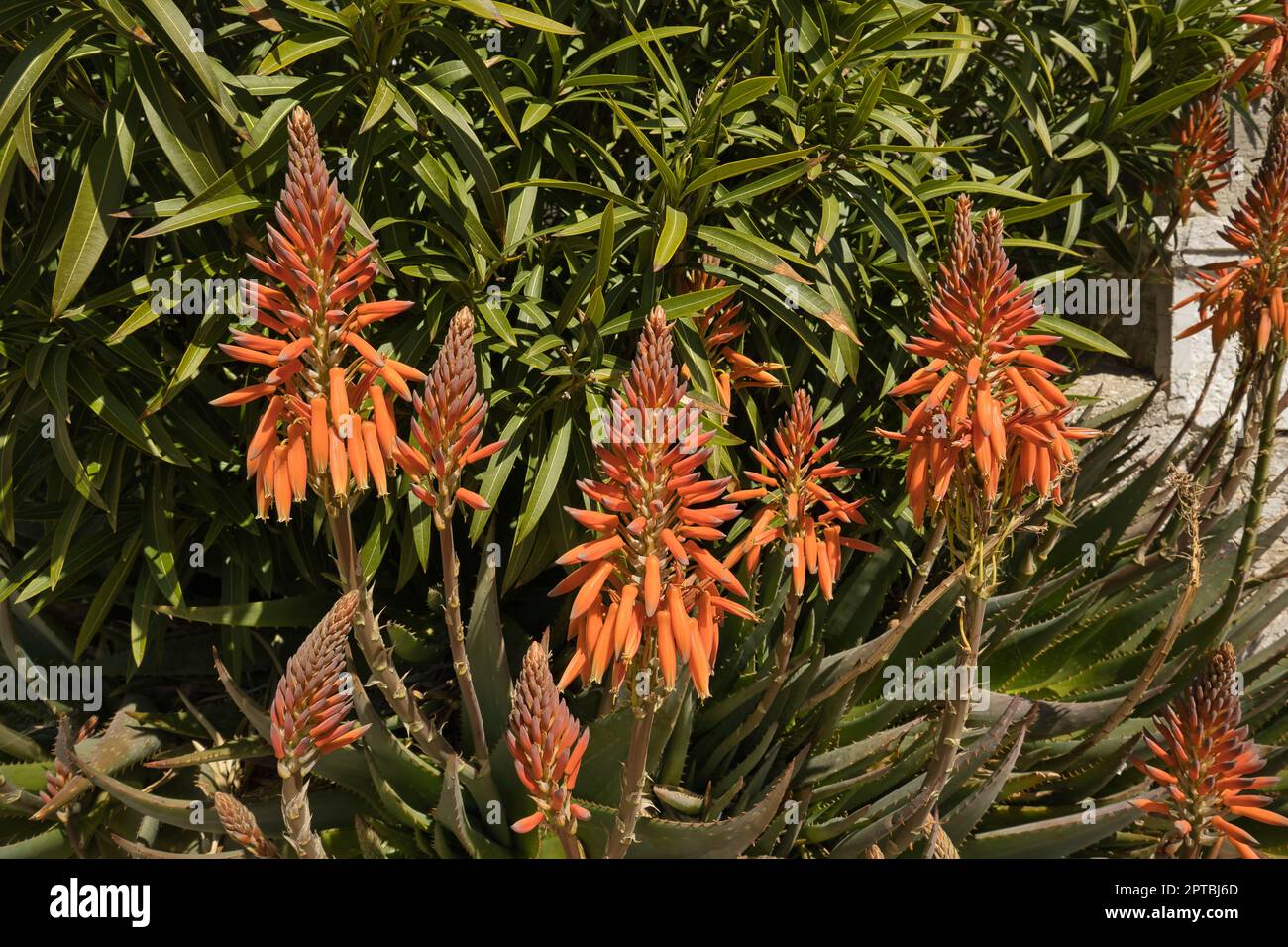 Orangenblten aus einer groen Aloe Vera Pflanze in Kroatien  Stockfotografie - Alamy