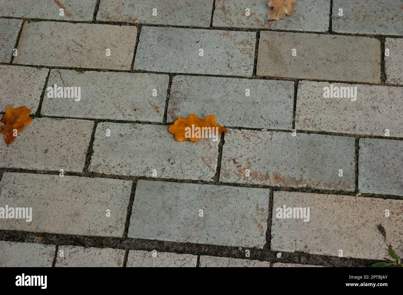 Ein orangefarbenes Eichenblatt auf einem gefliesten Gehweg Stockfoto