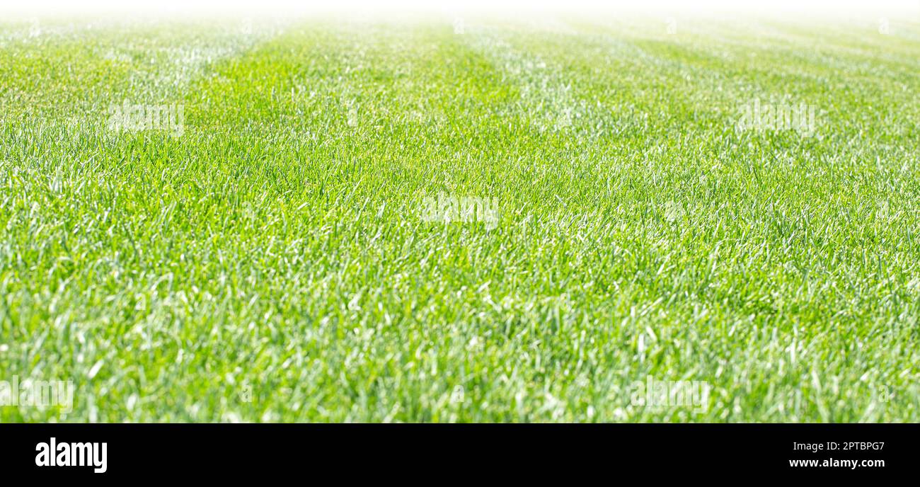 Das Green Meadow Stadion Rasen für Fußball Stockfoto