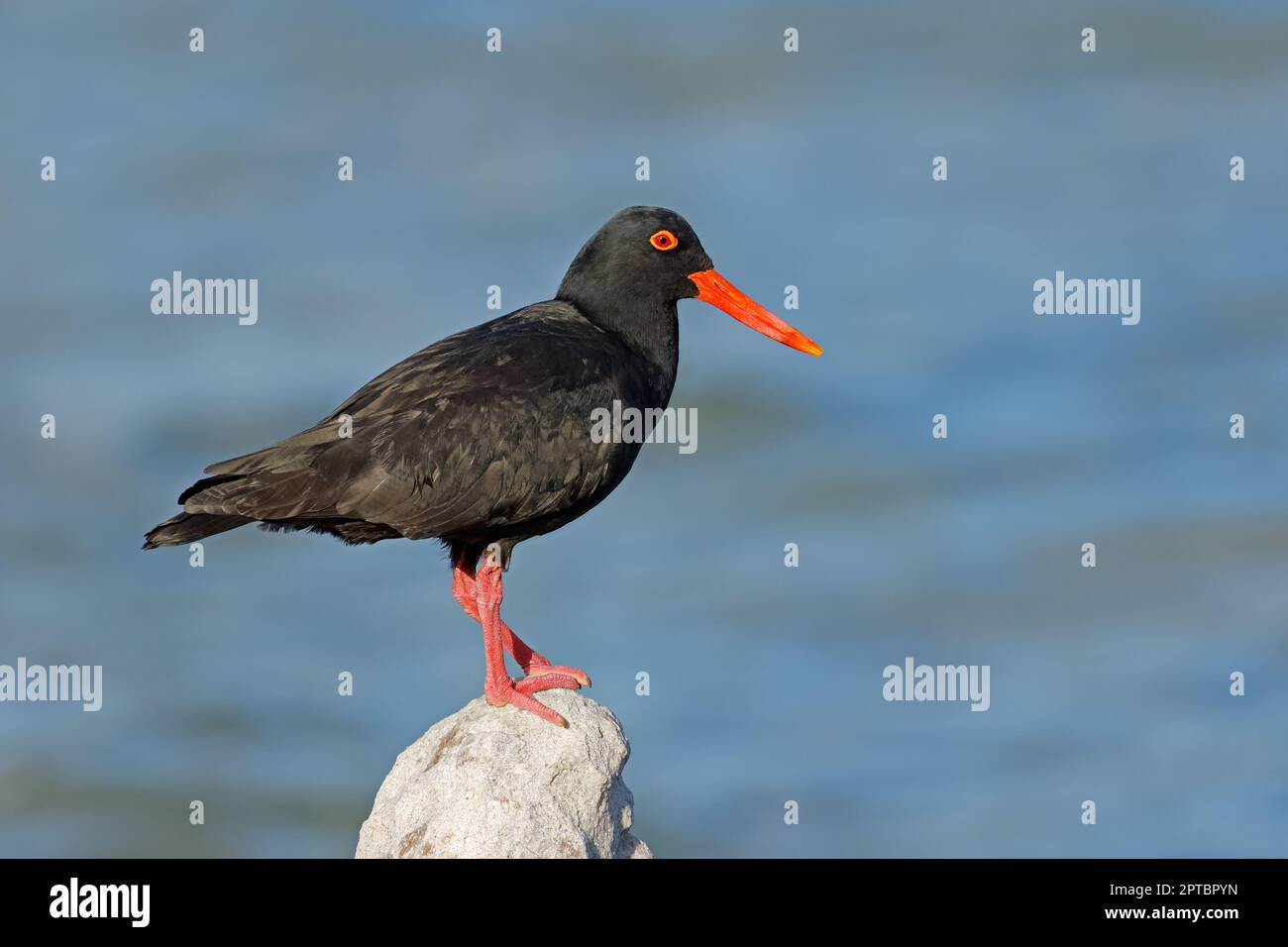 Ein seltener afrikanischer schwarzer Austernfischer (Haematopus moquini) auf einem Küstenfelsen, Südafrika Stockfoto