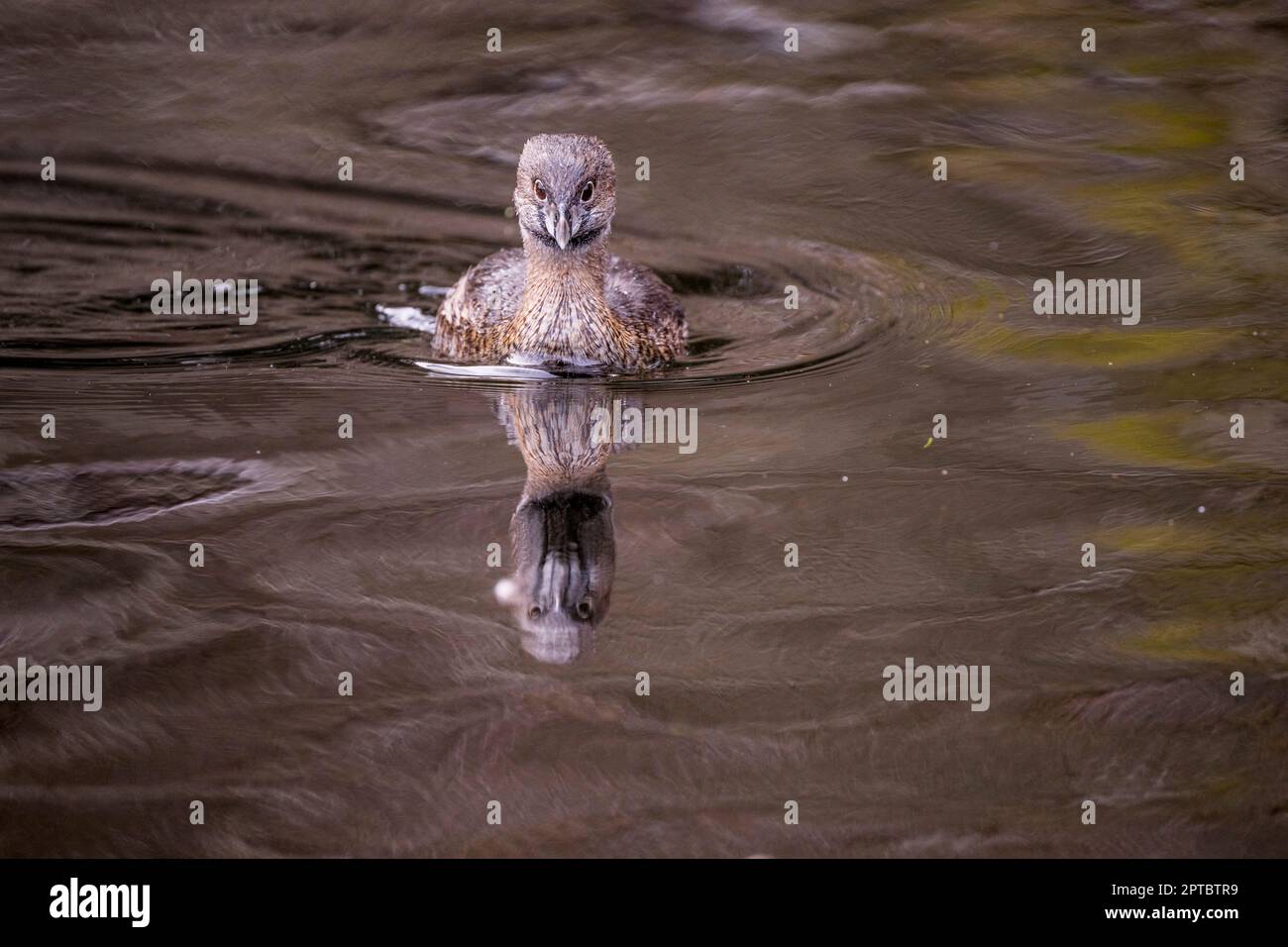 Ein gezapfter Gölbe (Podilymbus podiceps), der auf dem Yellow Lake, Sammamish, King County, Washington State, USA schwimmt. Stockfoto