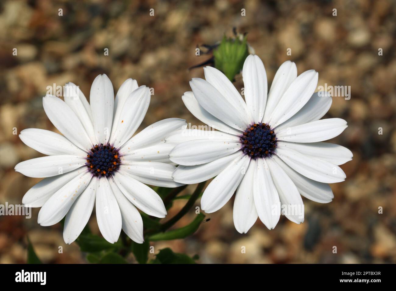 Weiße afrikanische Gänseblümchen, Osteospermum unbekannter Arten und Varietät, Blumen mit einem Hintergrund von verschwommenem Holzschnitzelmulch. Stockfoto