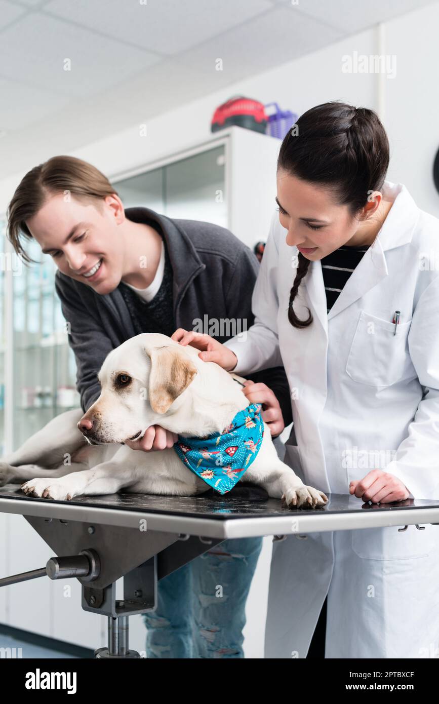 Tierärztin untersucht einen süßen labrador im Krankenhaus Stockfoto