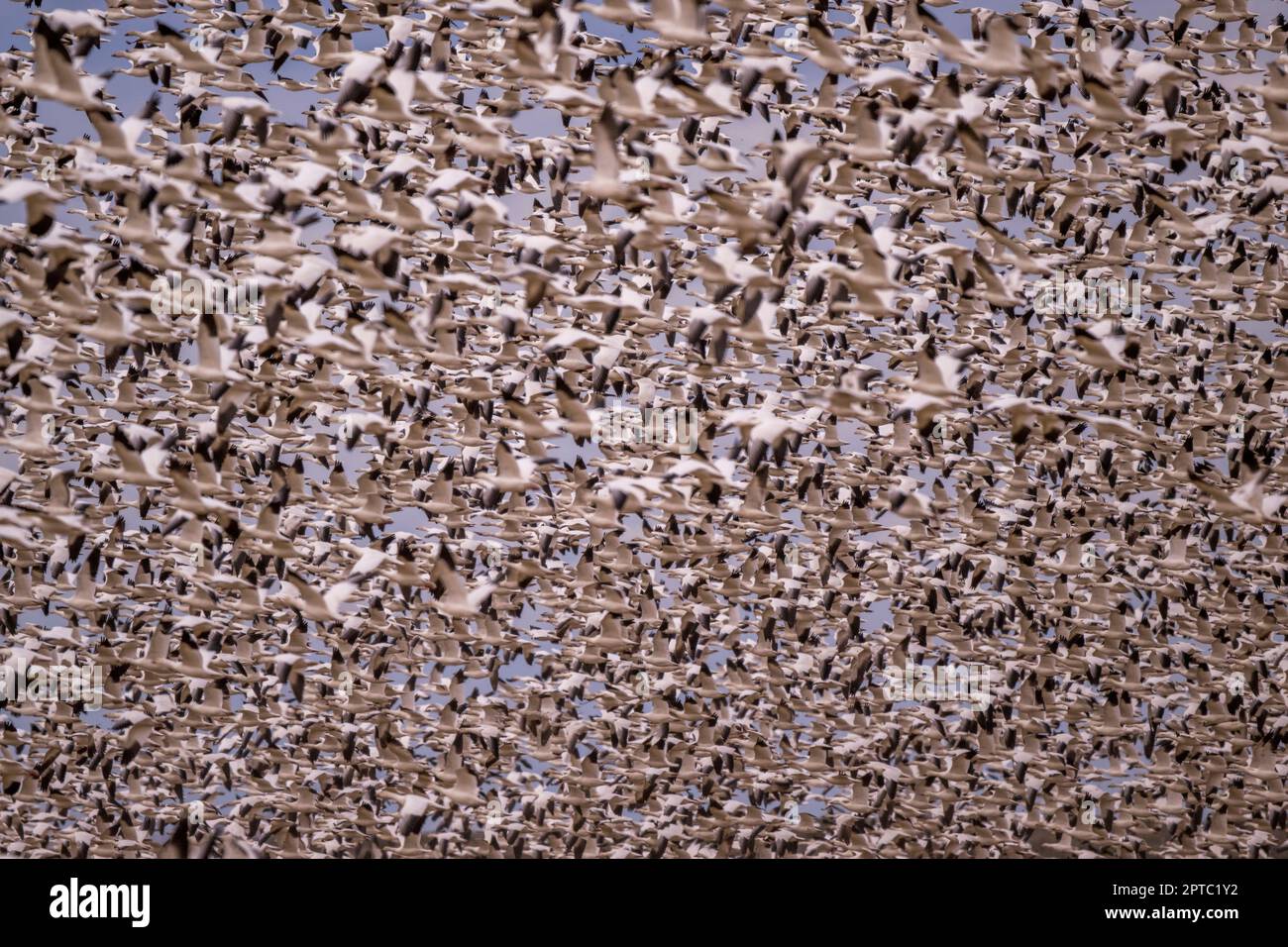 Tausende Schneegänse (Anser caerulescens) fliegen über einem Feld in der Nähe von Othello, Adams County, Eastern Washington State, USA. Stockfoto