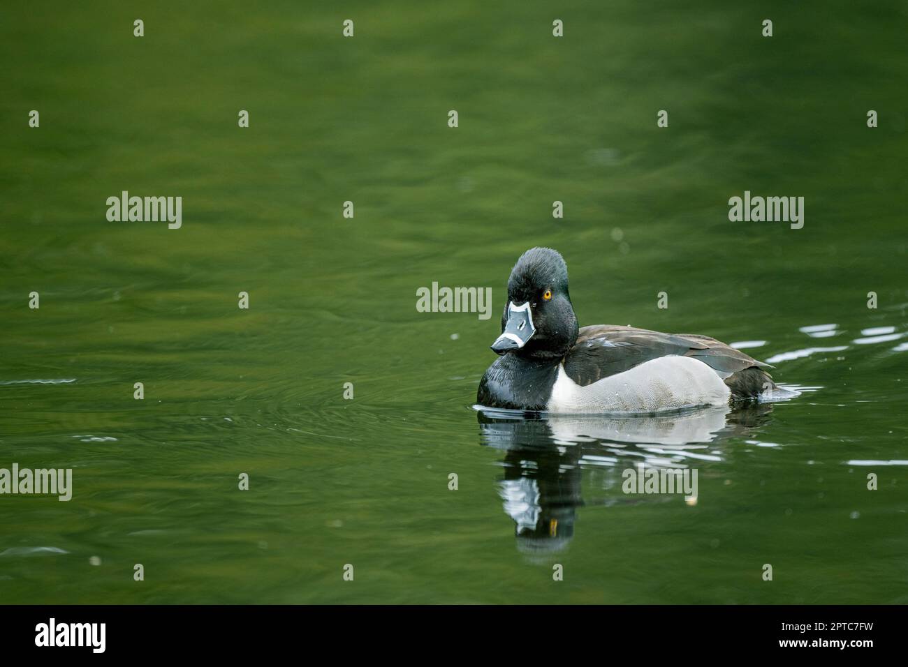 Eine männliche Ringhalsente (Aythya collaris) schwimmt auf dem Yellow Lake, Sammamish, King County, Washington State, USA. Stockfoto