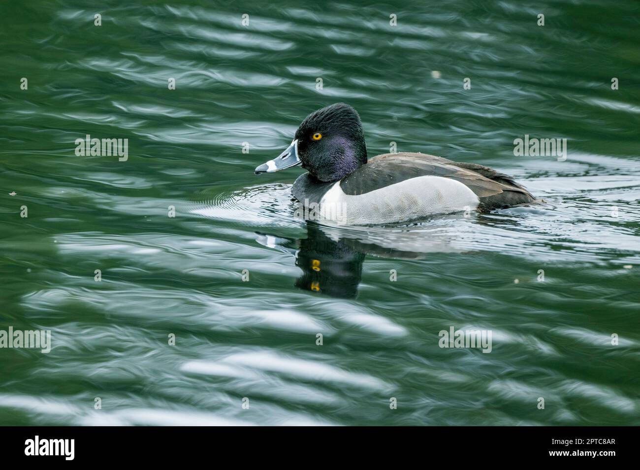 Eine männliche Ringhalsente (Aythya collaris) schwimmt auf dem Yellow Lake, Sammamish, King County, Washington State, USA. Stockfoto