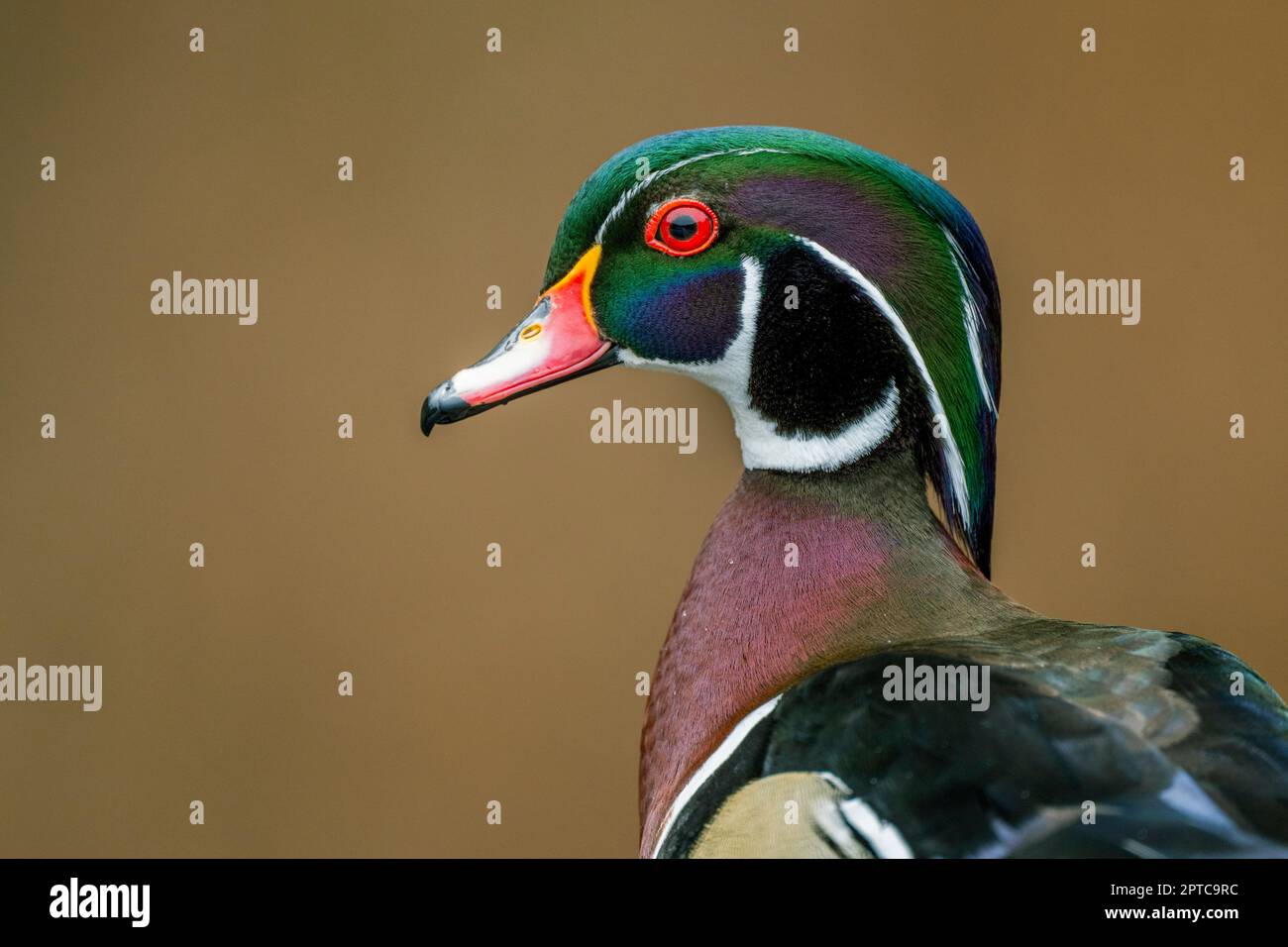 Porträt einer männlichen (drake) Holzente oder Carolina-Ente (Aix Sponsa) am Yellow Lake, Sammamish, King County, Washington State, USA. Stockfoto