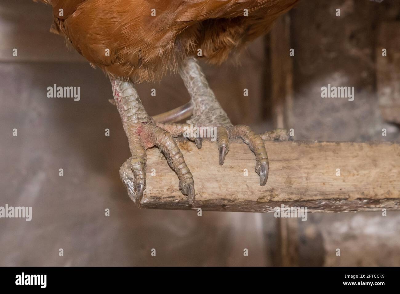 Hühnergeflügel Farmfüße nah dran, Vogelpfote Farmtierfüße. Stockfoto
