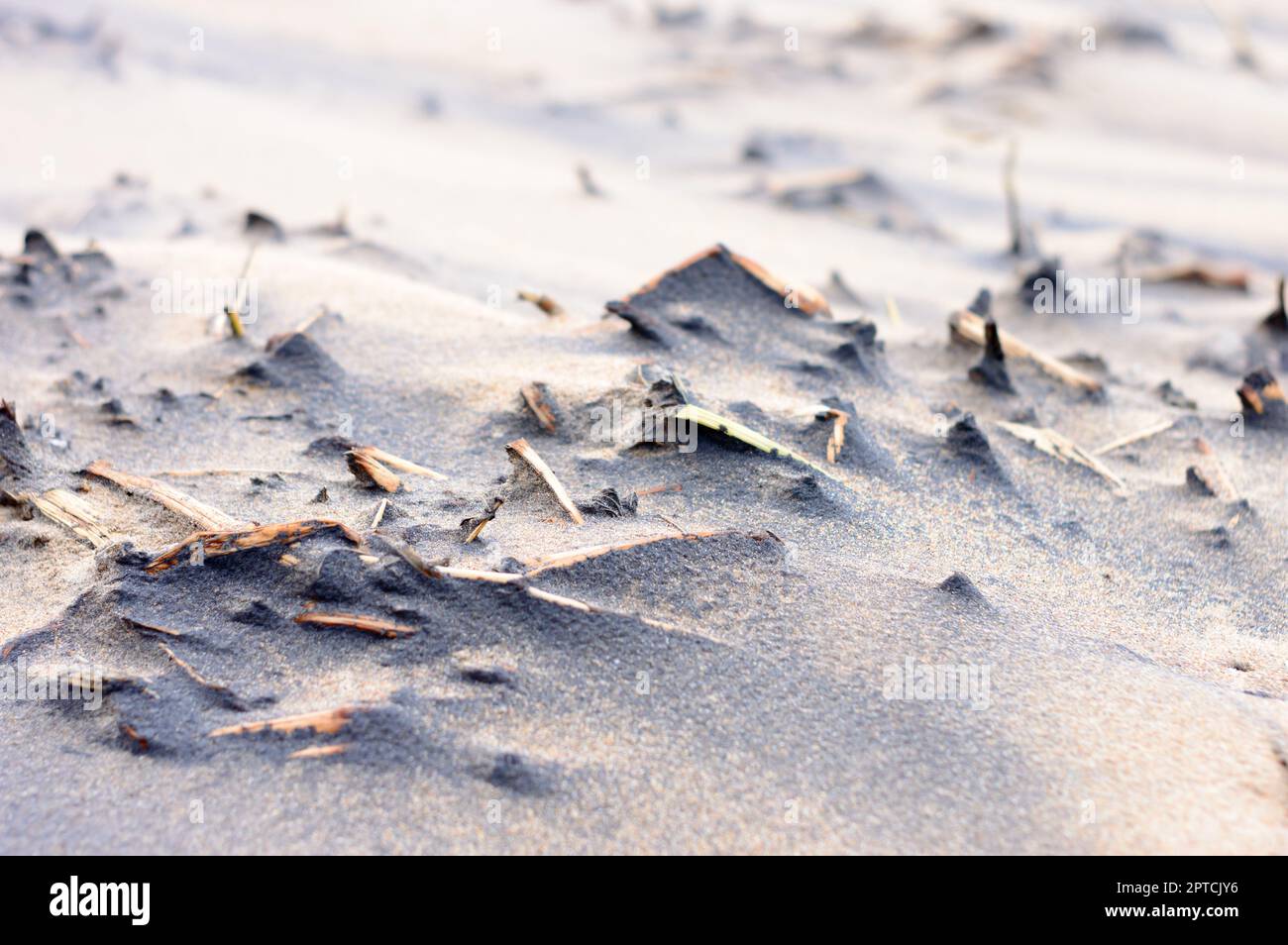 Tote Pflanzen am Sandstrand im Sonnenlicht bei Sonnenuntergang. Äste von trockenen toten Pflanzen im sandigen Küstengebiet. Natur Hintergrund. Selektiver Fokus. Puri Indien. Stockfoto