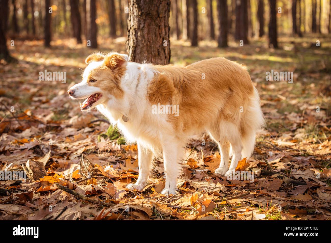 Border Collie Hund im Herbstwald. Stockfoto