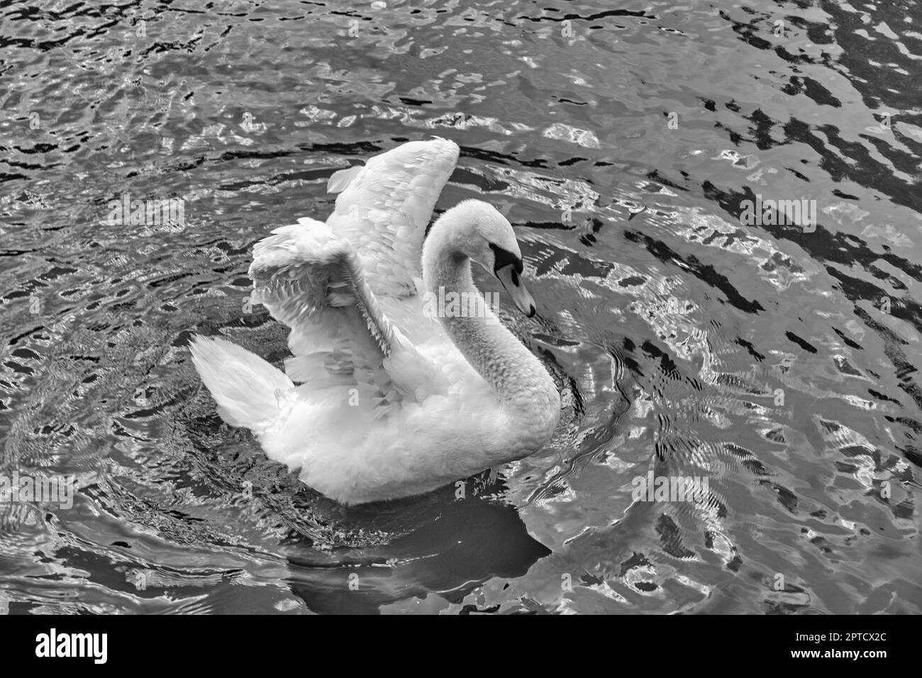 schwan in schwarz und weiß mit ausgestreckten Flügeln. Blickfang in der Größe des Wasservogels. Stockfoto