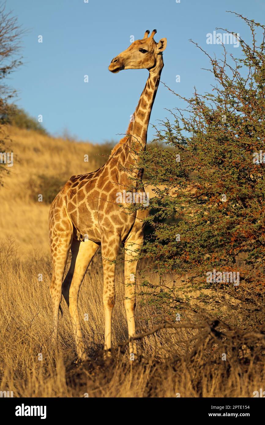 Eine Giraffe (Giraffa Camelopardalis) im natürlichen Lebensraum, Kalahari Wüste, Südafrika Stockfoto