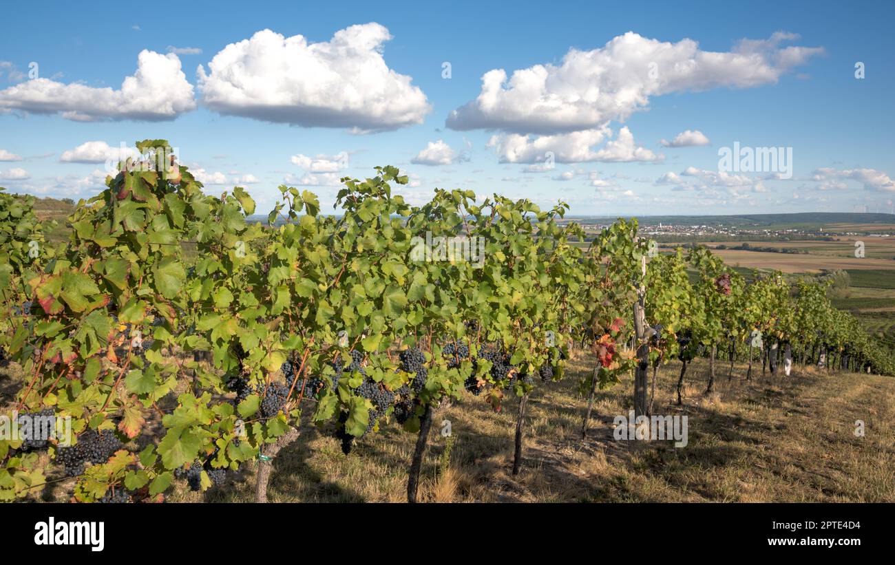 Österreich, Burgenland, Oberpullendorf Bezirk, in der Nähe von Neckenmarkt, Weinberge bei Sonnenaufgang im Herbst, Blick über Deutschkreutz, Blaufraenkischland Stockfoto