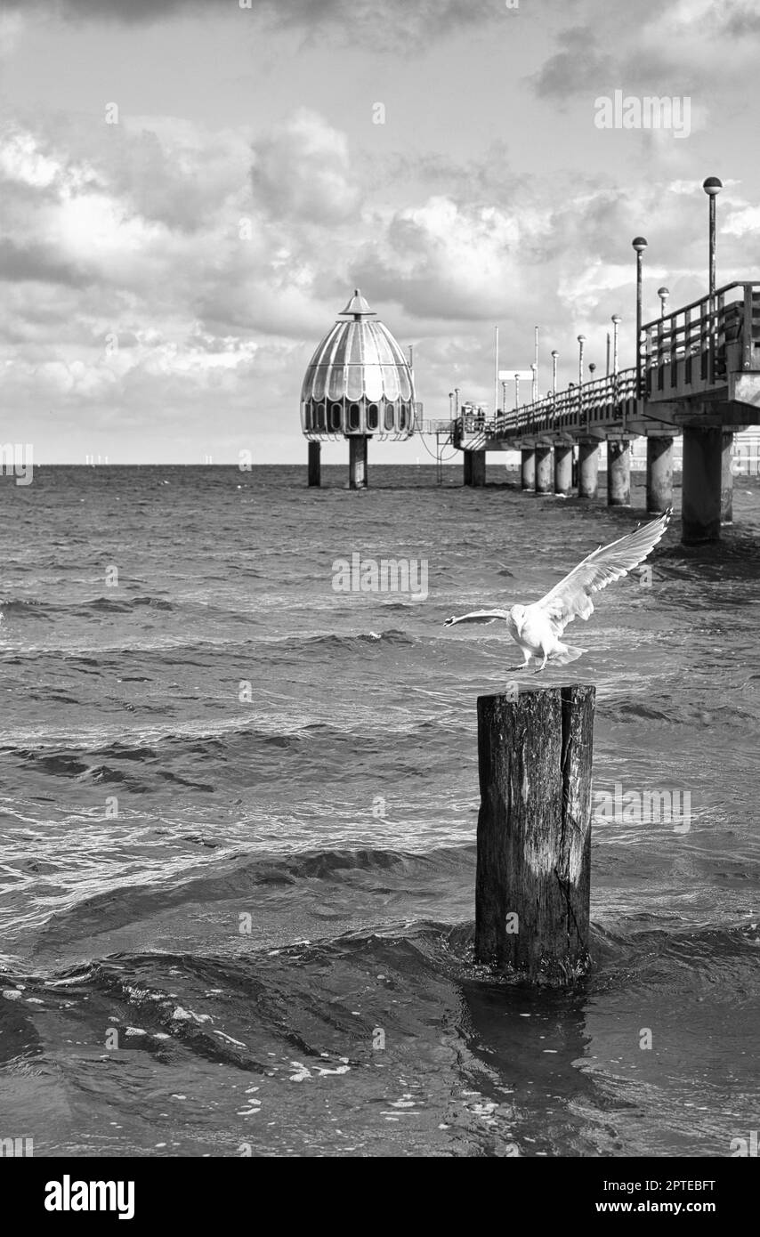 Die Seebrücke in Zingst an der Ostsee mit beginnenden Möwen im Vordergrund in schwarz-weiß. Der wolkige Himmel und das leicht wellige Meer runden das Meer ab Stockfoto