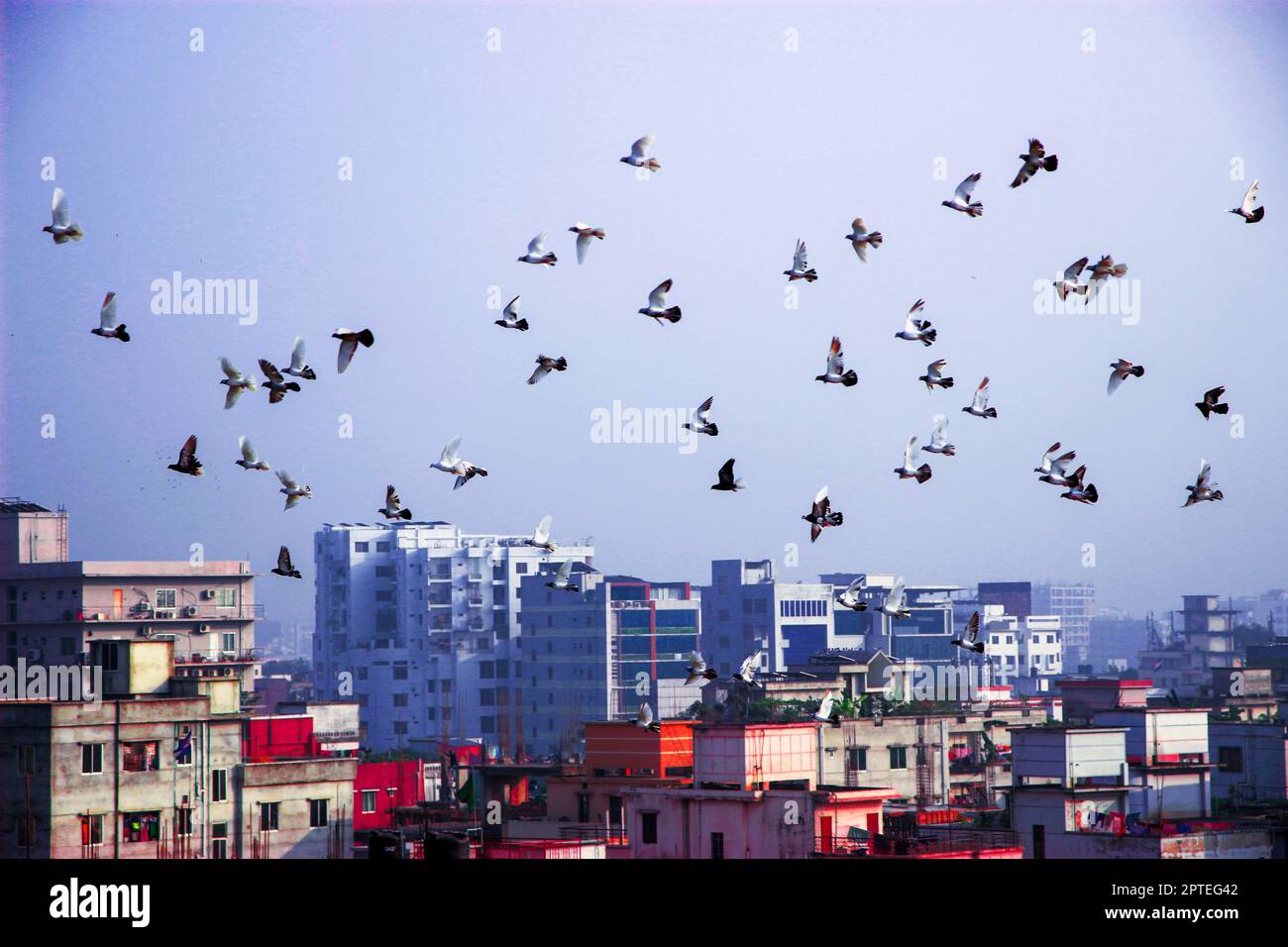 Eine Gruppe von Vögeln, die am Stadthimmel fliegen Stockfoto