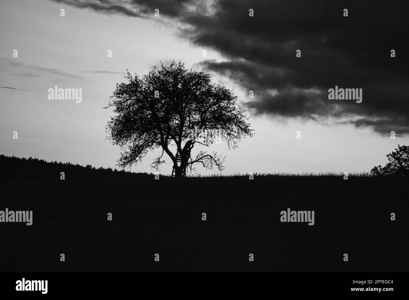 Sonnenuntergang im Saarland mit einem Baum, an dem sich eine Leiter in Schwarz-Weiß-Schuss lehnt. Dramatischer Himmel. Ruhige und einsame Lichtstimmung Stockfoto