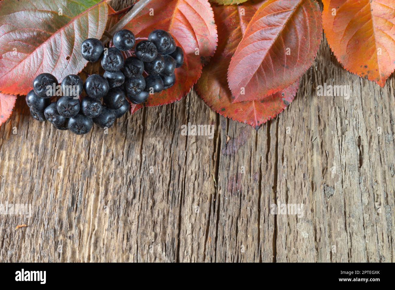 Reife Beeren mit Herbstblättern auf einem Holztisch. Essen auf grauem Hintergrund Stockfoto