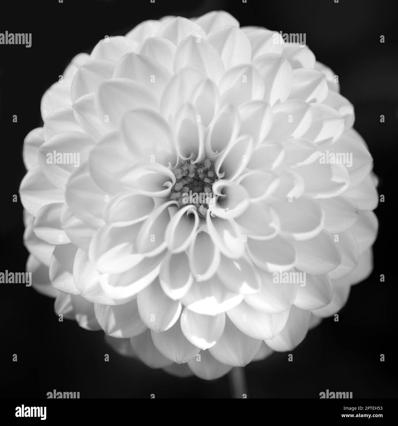 Einzelne dhalia-Blume im Drachengarten Stockfoto