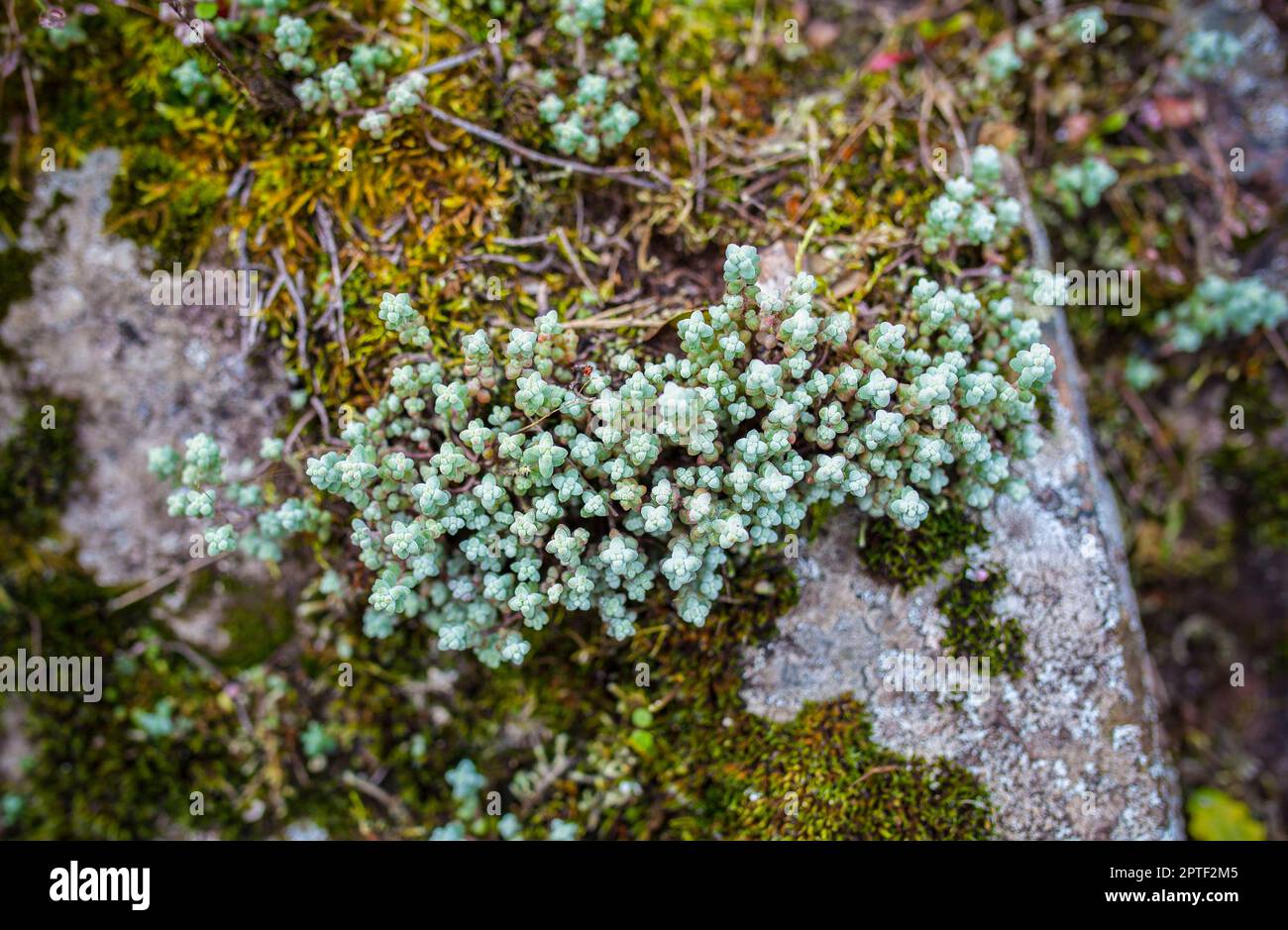 Wilde Sedum-Familie wächst auf Felsen. Sierra de San Pedro. Alburquerque, Badajoz, Extremadura, Spanien Stockfoto