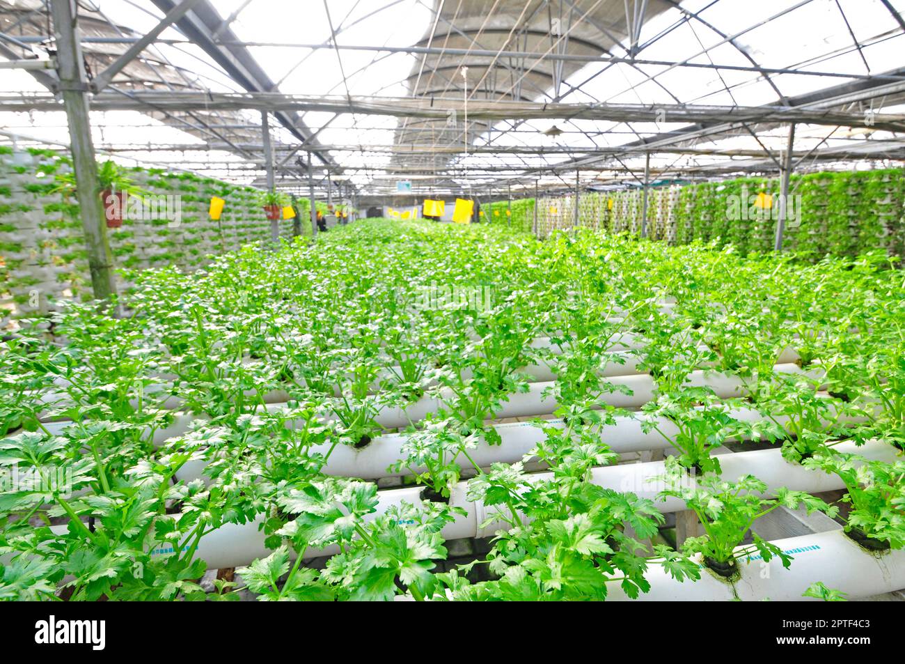 Sellerie auf einer Plantage, qinhuangdao, China Stockfoto