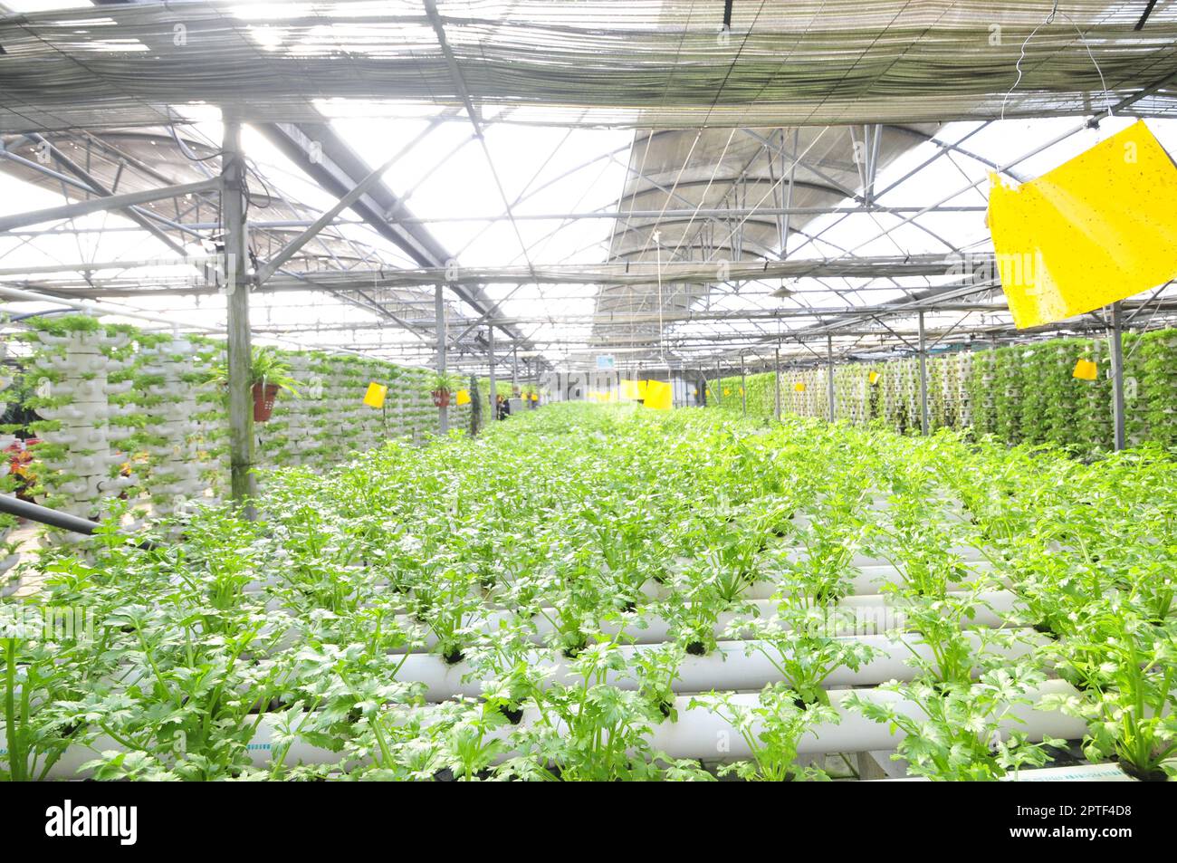 Sellerie auf einer Plantage, qinhuangdao, China Stockfoto