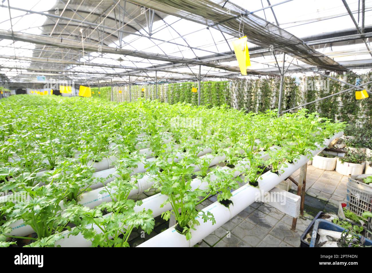 Sellerie auf einer Plantage, qinhuangdao, China Stockfoto