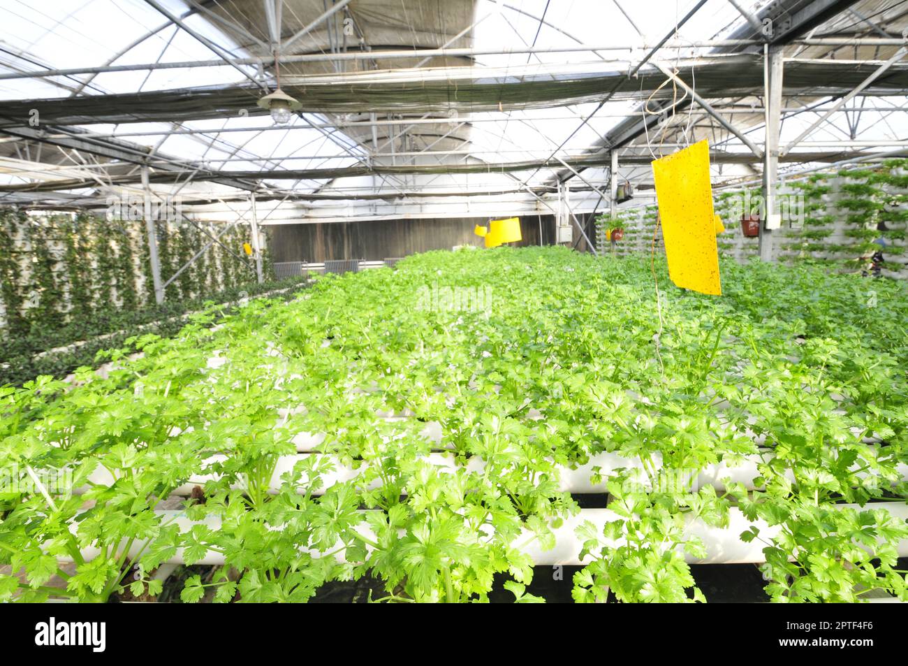 Sellerie auf einer Plantage, qinhuangdao, China Stockfoto