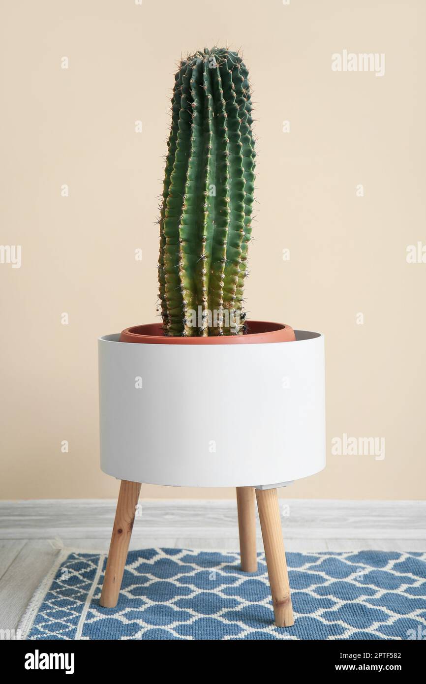 gymnocalycium kaufen Gymnocalycium mihanovichii Red Nishiki – Dream Green main image 0