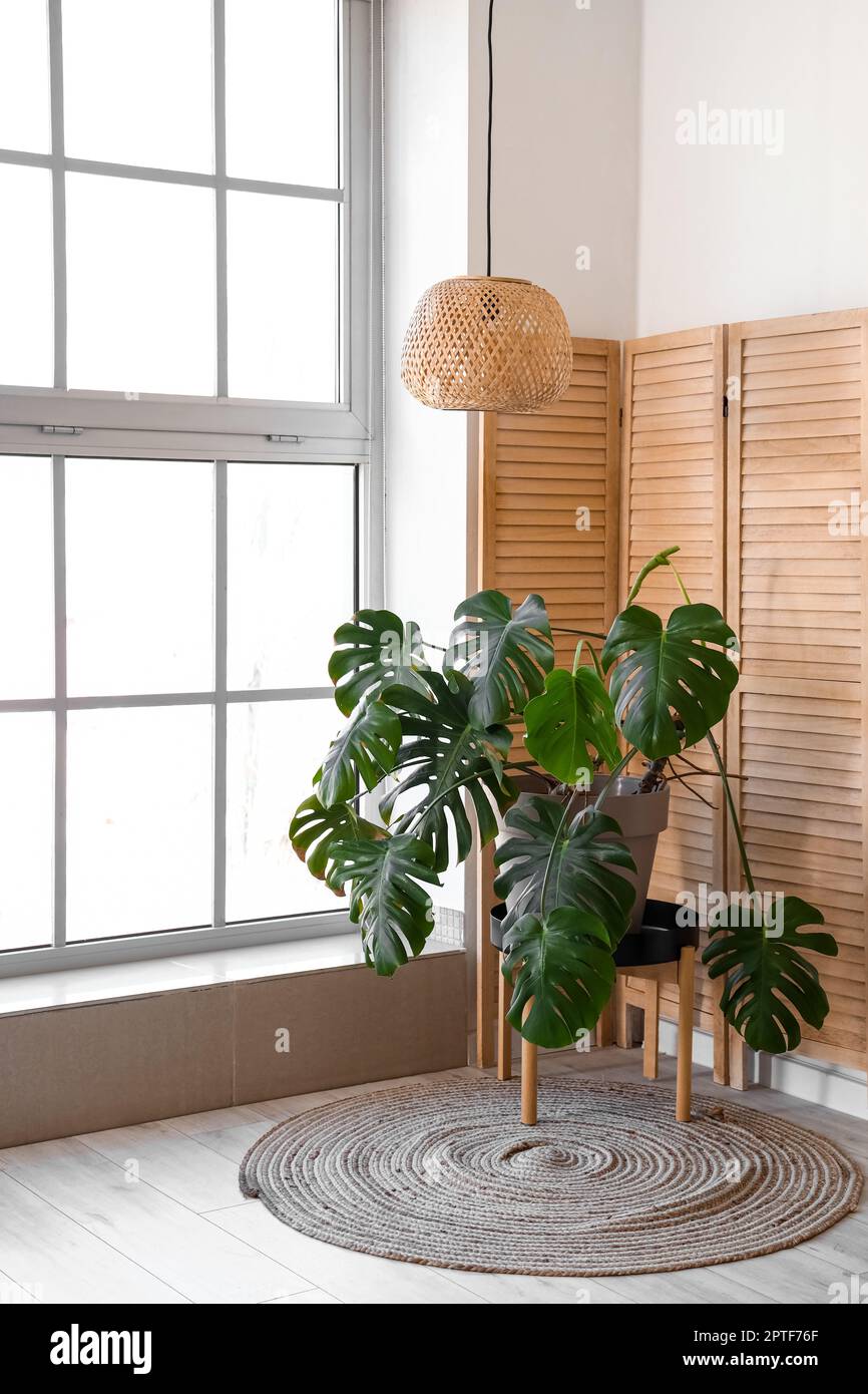 Helles Wohnzimmer mit Monstera-Zimmerpflanze und Klappwand Stockfotografie  - Alamy