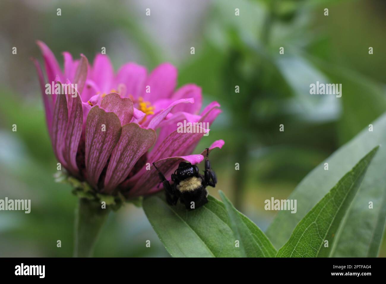 Bienen landen auf rosa Zinnia Blume im Garten mit grünem Hintergrund Stockfoto